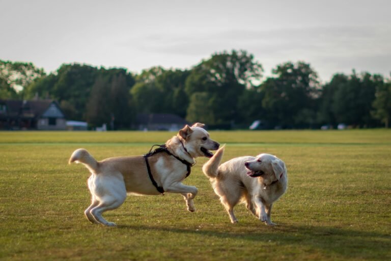 Dogs playing in cabinteely dog park
