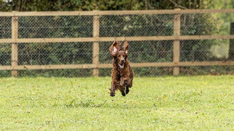 Dog running in dog park